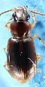 Acupalpus pumilus - photo 2
