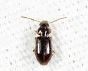 Acupalpus pumilus - photo 4
