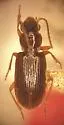 Acupalpus punctulatus - Acupalpus punctulatus