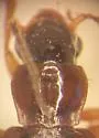 Acupalpus punctulatus - photo 2