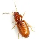 Acupalpus testaceus - Acupalpus testaceus