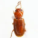Acupalpus testaceus - photo 2