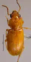 Acupalpus testaceus - photo 3