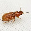 Acupalpus testaceus - photo 4