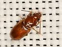 Acupalpus testaceus - photo 5