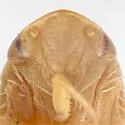 Acusana prostrata - photo 4