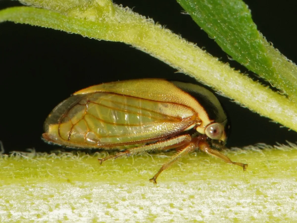 Acutalis tartarea