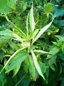 Acuticauda solidaginifoliae - photo 2
