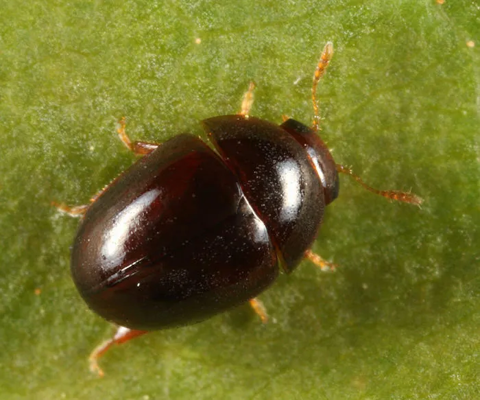 Acylomus ergoti - photo 2