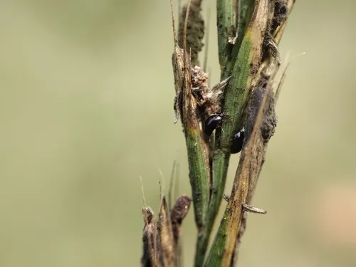 Acylomus pugetanus