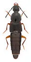 Acylophorus caseyi - Acylophorus caseyi