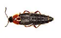 Acylophorus flavicollis - photo 2
