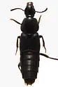Acylophorus pratensis