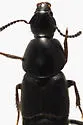 Acylophorus pratensis - photo 2