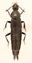 Acylophorus pratensis - photo 3