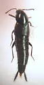 Acylophorus pronus