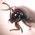Acylophorus pronus - photo 2