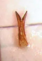 Acylophorus pronus - photo 4