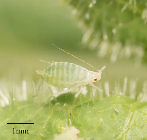 Acyrthosiphon lactucae