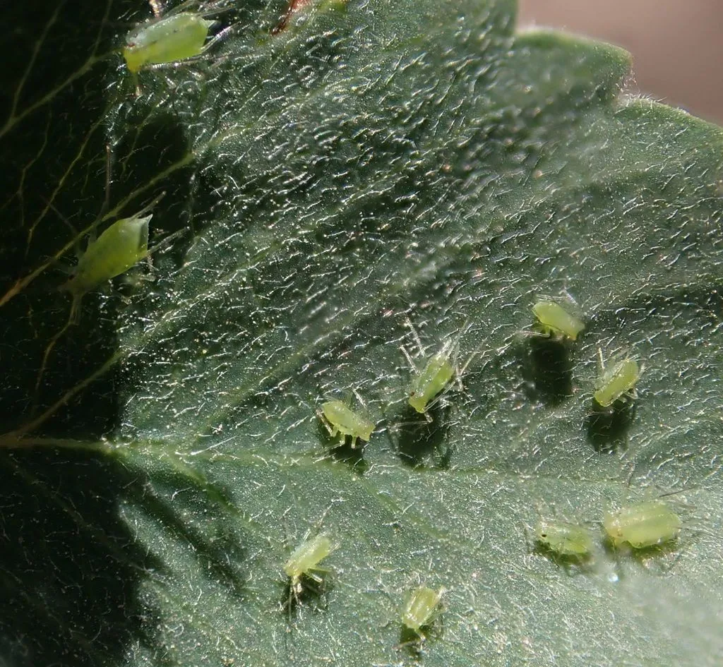 Acyrthosiphon macrosiphum - photo 2