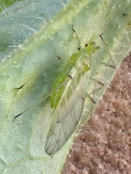 Acyrthosiphon pisum - photo 2