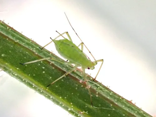 Acyrthosiphon pisum - photo 4