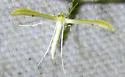 Two-spotted Plume Moth - Hodges#6155