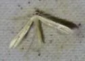Two-spotted Plume Moth - Hodges#6155 - photo 2
