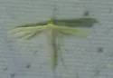 Two-spotted Plume Moth - Hodges#6155 - photo 3