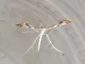 Mountain Plume Moth - Hodges#6157
