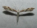 Mountain Plume Moth - Hodges#6157 - photo 2