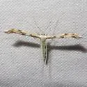 Mountain Plume Moth - Hodges#6157 - photo 3