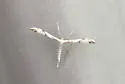 Mountain Plume Moth - Hodges#6157 - photo 4
