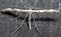 Mountain Plume Moth - Hodges#6157 - photo 5