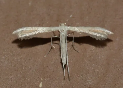 Three-dotted Plume Moth - Hodges#6155.1