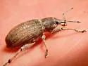 Adaleres humeralis - photo 3