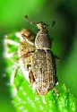 Adaleres ovipennis