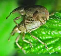 Adaleres ovipennis - photo 2