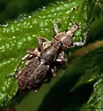 Adaleres ovipennis - photo 3
