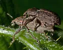 Adaleres ovipennis - photo 4