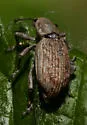Adaleres ovipennis - photo 5