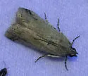 Adanarsa intransitella - Hodges#5708 - photo 2