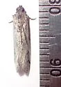 Adanarsa intransitella - Hodges#5708 - photo 3