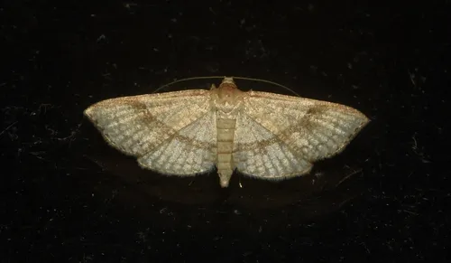 Addaea subtessellata