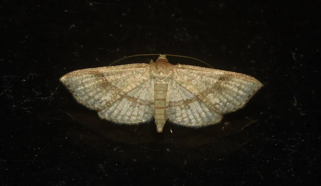 Addaea subtessellata - photo 2