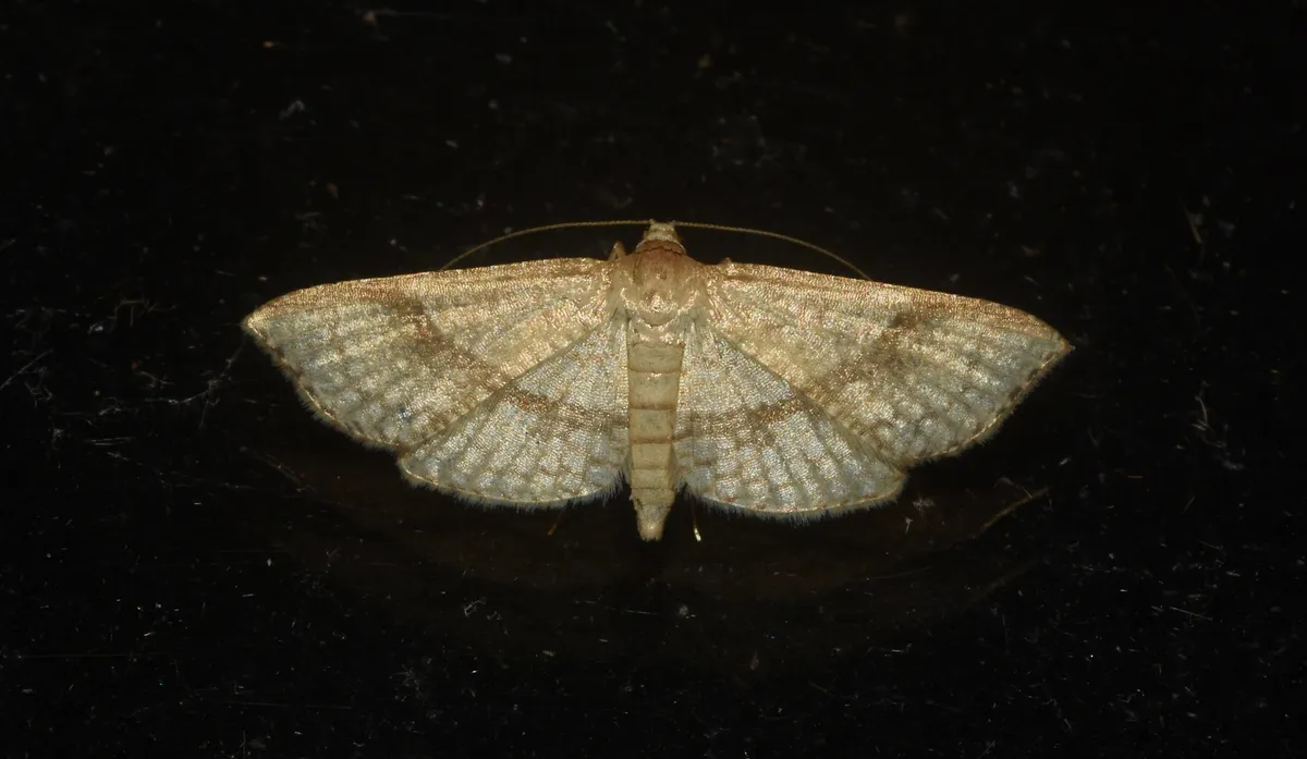 Addaea subtessellata - photo 3