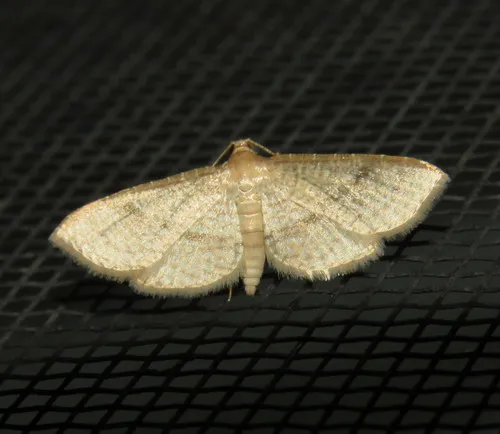 Addaea subtessellata - photo 5