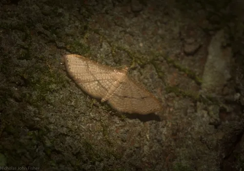 Addaea subtessellata - photo 6