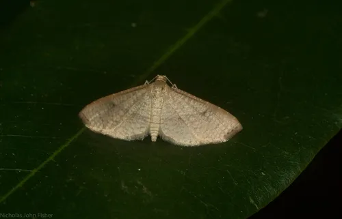 Addaea subtessellata - photo 7