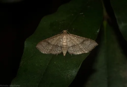 Addaea subtessellata - photo 8